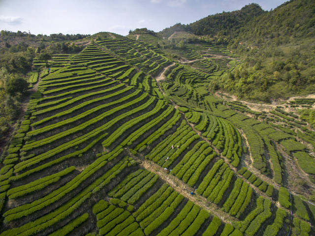 梅州市山之韵生态农业有限公司茶园基地