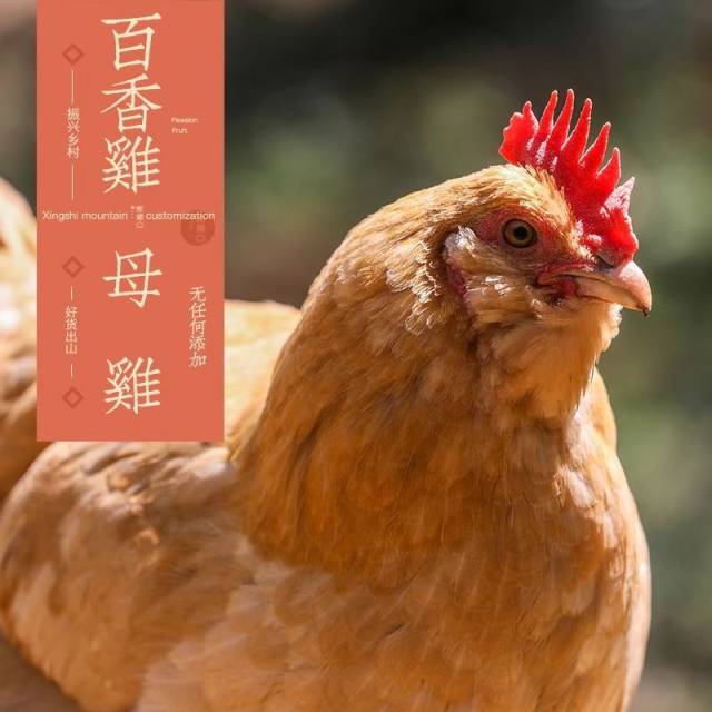 林上百香果，林下百香鸡。