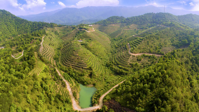 梅州市小密茶业有限公司茶园基地
