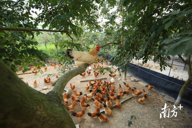 杏花鸡具有“三黄”：嘴黄、毛黄、脚黄；“三细”：头细、脚细、颈细；“两短”：颈短、身躯短的特点。莫献绪 摄