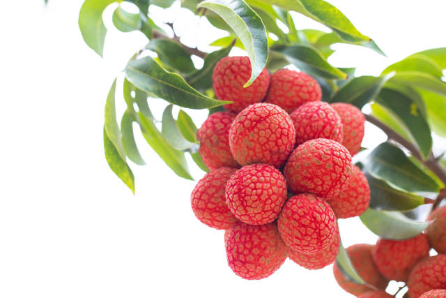 茂名白糖罂荔枝。