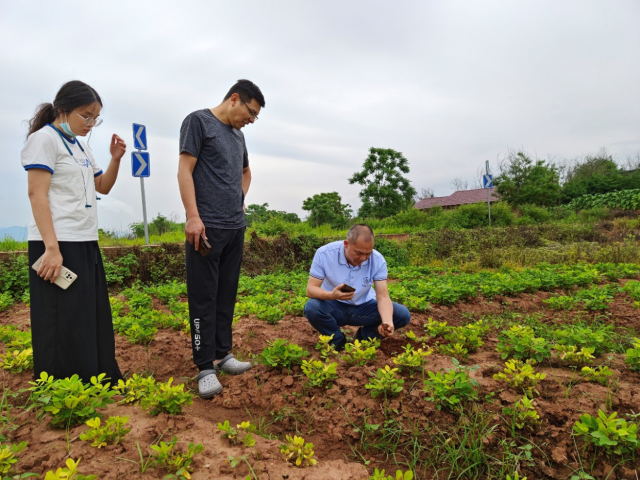专家教授深入田间了解花生长势不好的原因 