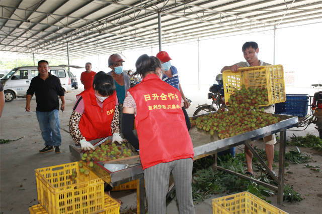 廉江市良垌鎮(zhèn)日升荔枝專業(yè)合作社內,，工人正在對出口荔枝進行處理,。