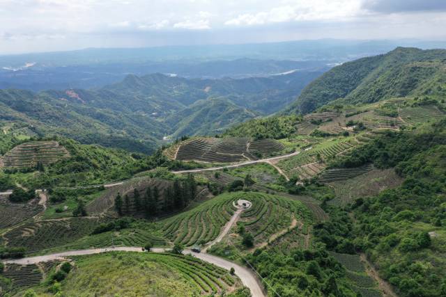 梅州市梓树山茶坊