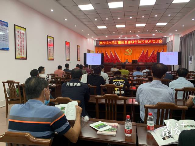 陆丰市潭西镇：帮镇扶村工作队 “传经送宝”，带来水稻、甘薯优质高产技术