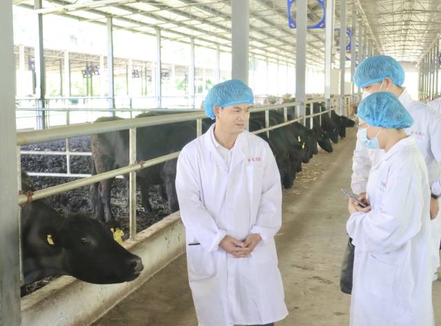 工作小组调研百成牧业肉牛养殖区