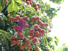 斗门荔枝，丰收了！