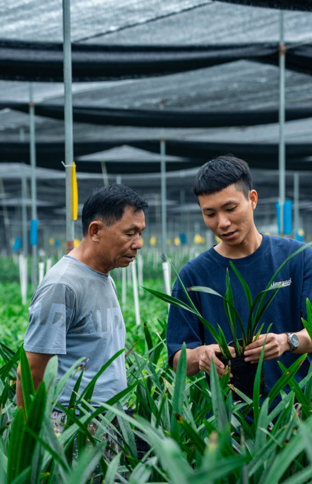 当地兰花种植户。