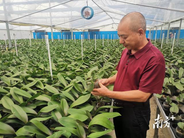 肇庆万绿兴花卉种植有限公司总经理凌俊杰。