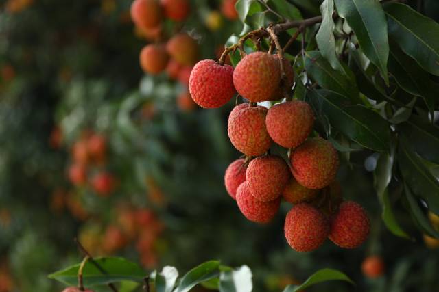 南方农村报 林鹏 拍摄