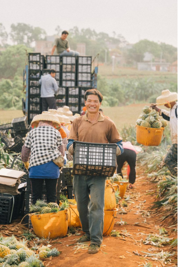 贵州消费者也能尝到来自徐闻的菠萝