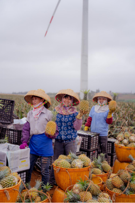 广东“12221”让徐闻菠萝走到全国各地