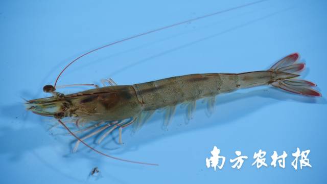 0  南方农村报 梁春桥 拍摄