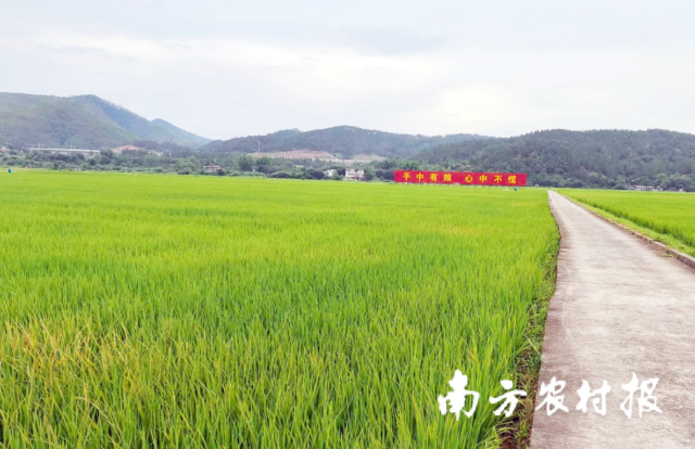 三产融合延伸丝苗米产业链！河源市东源县丝苗米产业园正式获得“省级”头衔