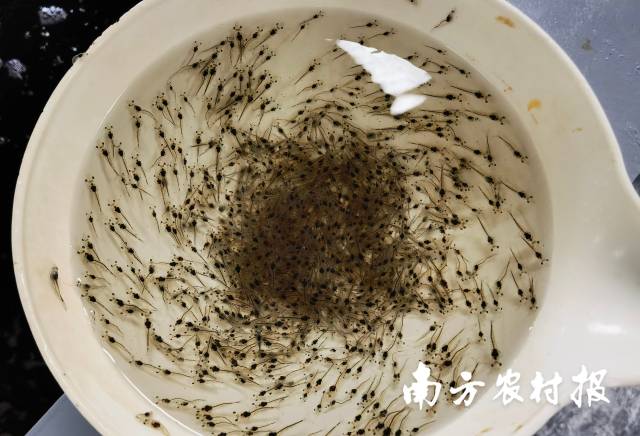 0  南方农村报 梁春桥 拍摄