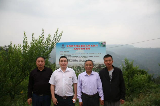 屏山茵红李标准化种植基地和电商村蓬勃发展。