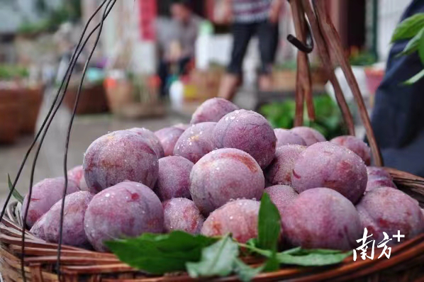  令人垂涎的钱排“银妃”三华李