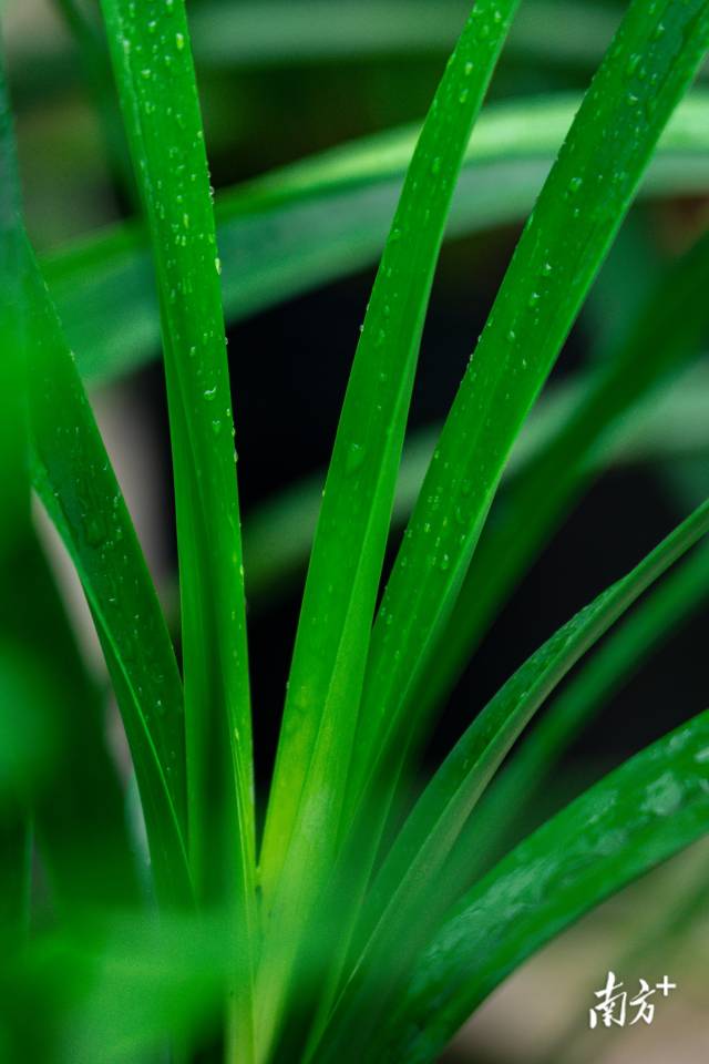 兰草挺拔，如父爱坚毅。