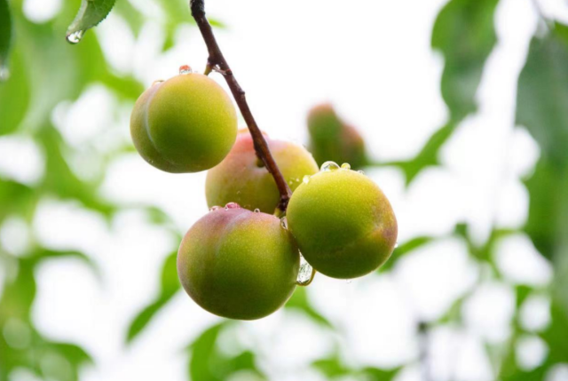 天赐茵红，为“李”守候丨6月中旬，屏山茵红李甜蜜约定你！