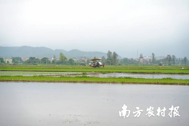 李胜业把流转后的土地全部种上了水稻。