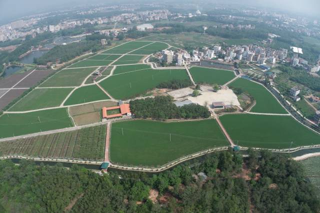 深冲村绿色农田示范项目。
