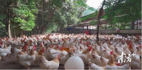 杏花鸡。官文清 摄