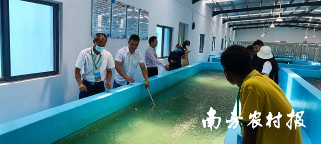 产业园培育海鲈鱼苗  