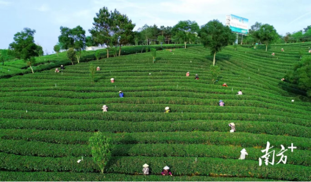 清远市现有茶叶种植面积27万亩，综合产值60亿元。