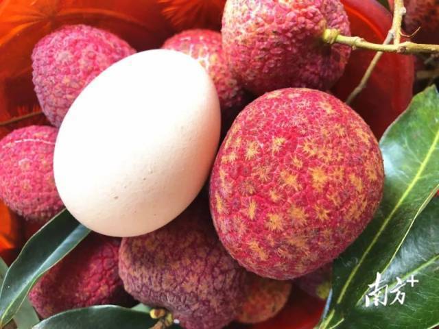最大的无核荔枝个头堪比鸡蛋
