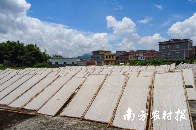 天晴晒切粉是地黎村才有的风景