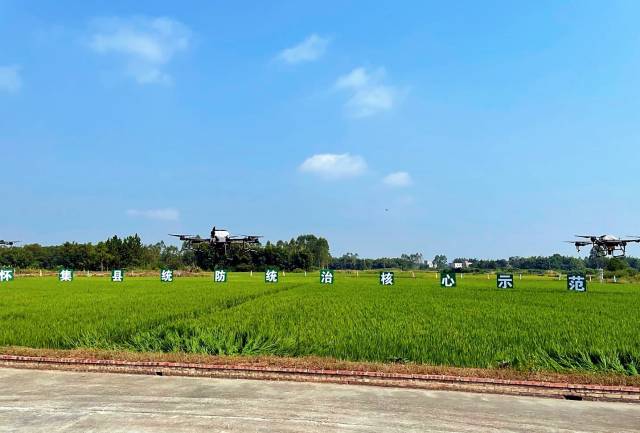 粤港澳大湾区“米袋子”——肇庆市怀集县