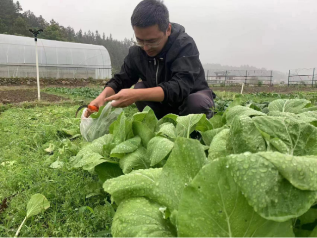 廖岸添在收割蔬菜