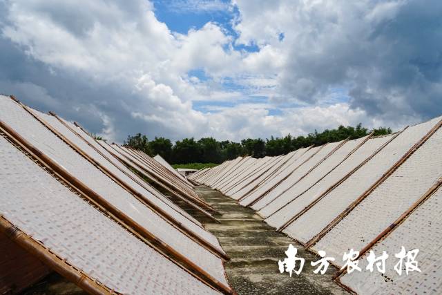 一排排竹栅上，切粉晒着阳光