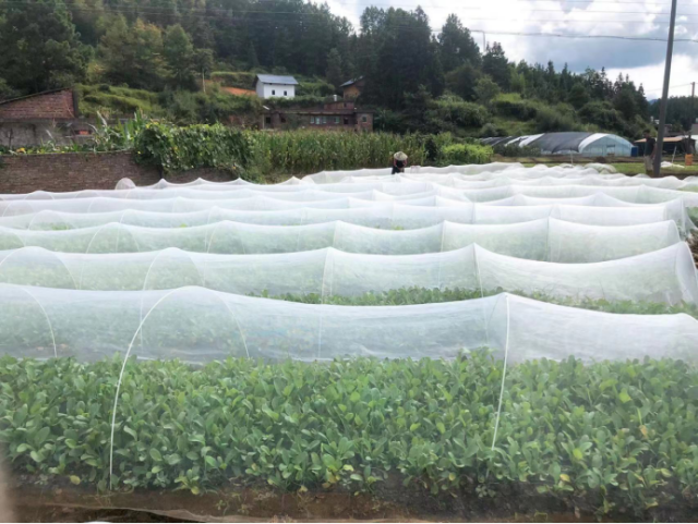 廖岸添农场的防虫纱帐