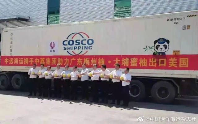 中远海运助力梅州柚出口。