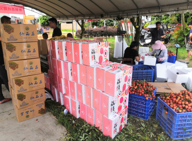 荔農(nóng)對剛采摘的“仙品荔”進(jìn)行分揀打包,。受訪者供圖