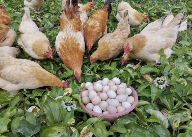 果场里的长大的杏花鸡。（黄瑛居  摄）