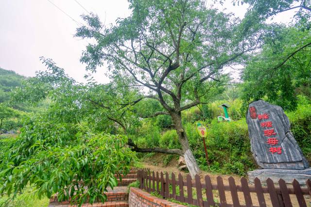 蜂糖李原产地——镇宁布依族苗族自治县