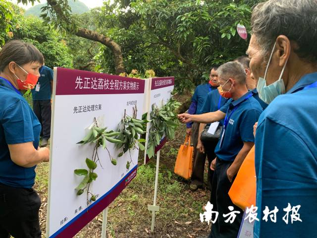 与会人员参观荔枝绿色生产试验示范