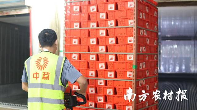 工人们正在搬运即将出口美国的荔枝。  南方农村报 韩雨珂 拍摄