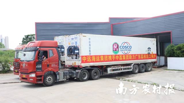 中远海运联合中荔集团，将广东荔枝出口至美国。 南方农村报 韩雨珂 拍摄