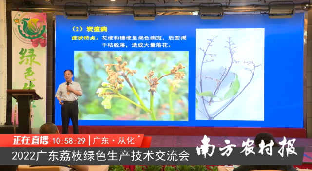 国家荔枝龙眼产业技术体系病害防控岗位科学家、华南农业大学植物保护学院教授姜子德  