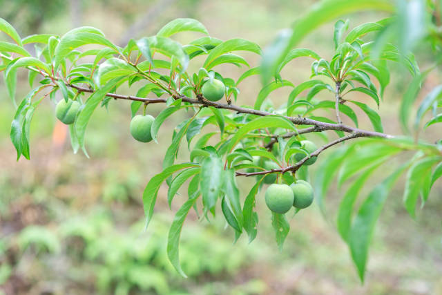 枝头的蜂糖李正渐渐成熟。