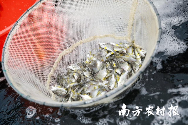 0  南方農(nóng)村報(bào) 俸敏 拍攝