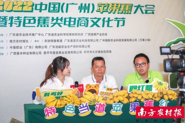 特色蕉直播，部分苹果蕉企业已开始涉足网络电商销售苹果蕉