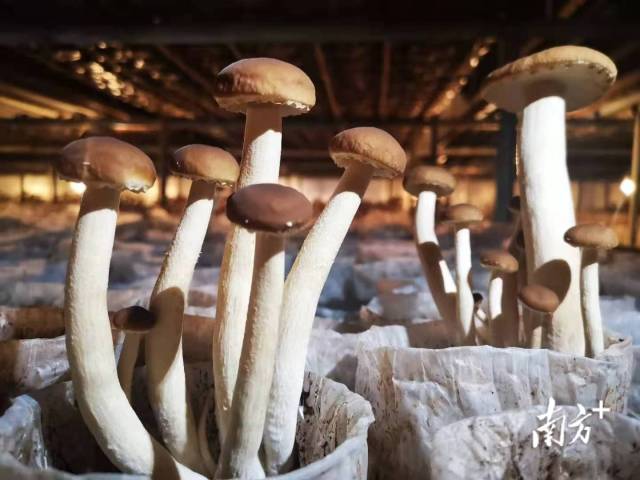 工厂化生产的茶树菇.