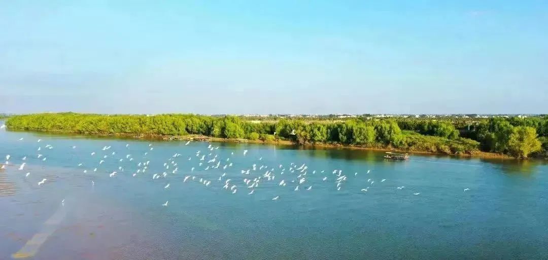 廉江营仔红树林。郭龙碧 摄