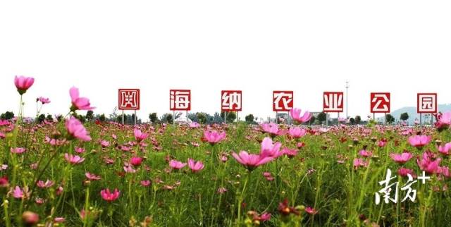 南方农村报 陈迎 拍摄
