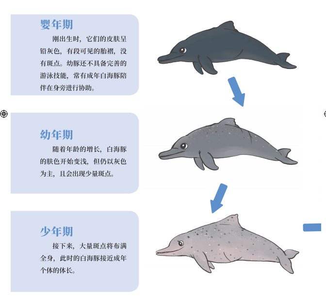 海豚结构图解图片