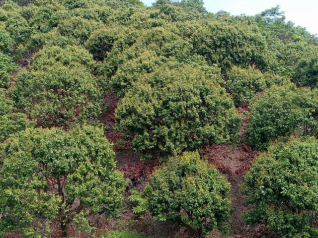 傅杰东接管的荔枝果园改造后的面貌焕然一新,嫁接的新品种也已成活。 傅杰东接管的荔枝果园改造后的面貌焕然一新,嫁接的新品种也已成活。